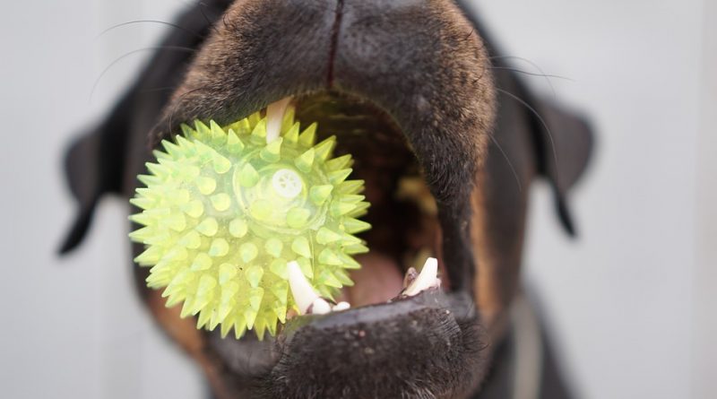 Nezanedbávejte dentální hygienu u psů