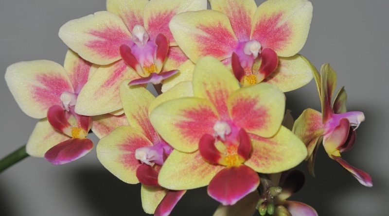 mini orchideje
